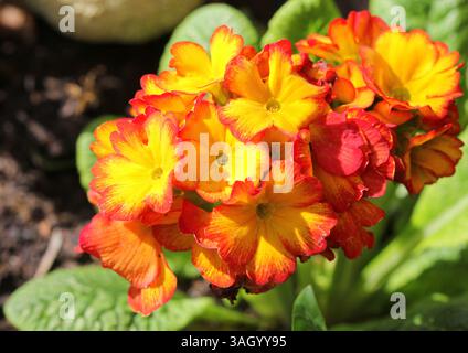 Un gros plan des fleurs rouges et jaunes de Polyanthus 'Firecracker'. Banque D'Images