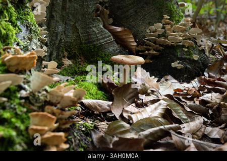 Armillaria ostoyae champignon parasite près à la base de l'arbre dans la forêt de feuillus en automne, comestible par choix Banque D'Images
