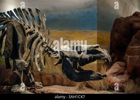 Squelette fossile de Toxodon, Patagonie, Argentine. Banque D'Images