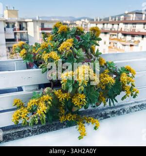 Sedum Palmeri floraison dans un balcon. Plante succulente vivace décorative. Concept de jardinage. Banque D'Images