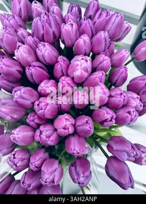 Belles fleurs de tulipes violettes en pleine floraison en pépinière de plantes. Parfait pour les thèmes floraux et botaniques. Concept de jardinage. Banque D'Images