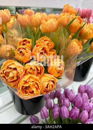 Belles fleurs de tulipes oranges en pleine floraison en pépinière de plantes. Parfait pour les thèmes floraux et botaniques. Concept de jardinage. Banque D'Images