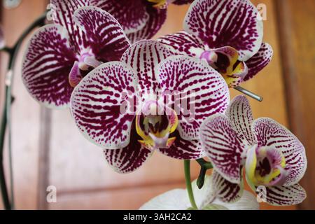 Belles fleurs d'orchidée à Depok Indonésie. Banque D'Images