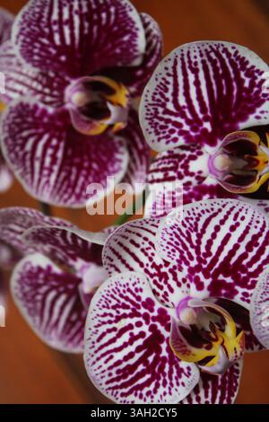 Belles fleurs d'orchidée à Depok Indonésie. Banque D'Images