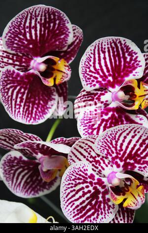 Belles fleurs d'orchidée à Depok Indonésie. Banque D'Images