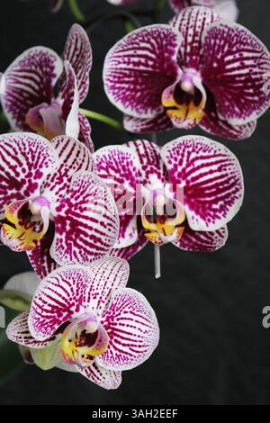 Belles fleurs d'orchidée à Depok Indonésie. Banque D'Images