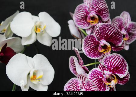 Belles fleurs d'orchidée à Depok Indonésie. Banque D'Images
