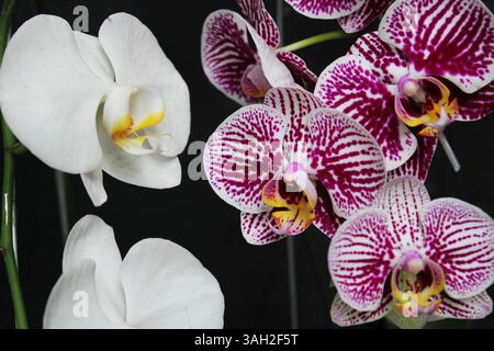 Belles fleurs d'orchidée à Depok Indonésie. Banque D'Images