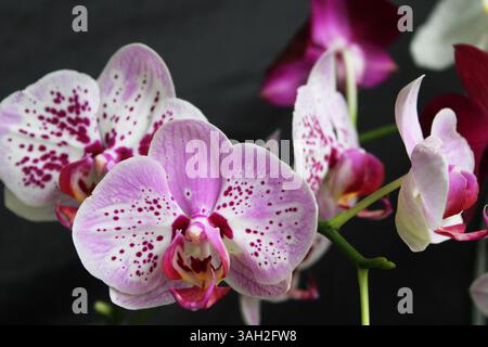 Belles fleurs d'orchidée à Depok Indonésie. Banque D'Images