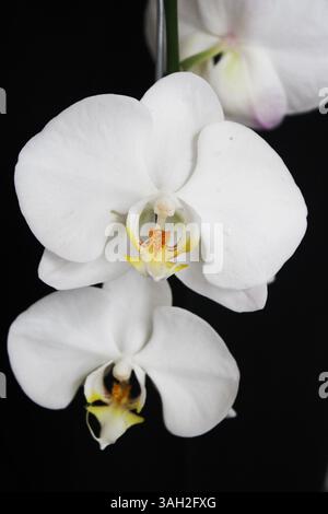 Belles fleurs d'orchidée à Depok Indonésie. Banque D'Images