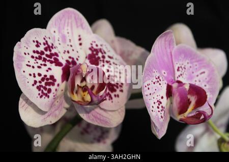 Belles fleurs d'orchidée à Depok Indonésie. Banque D'Images