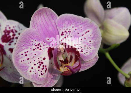 Belles fleurs d'orchidée à Depok Indonésie. Banque D'Images