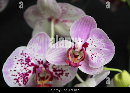 Belles fleurs d'orchidée à Depok Indonésie. Banque D'Images