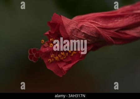 Fleur d'hibiscus rouge vif qui n'est pas entièrement fleurie Banque D'Images