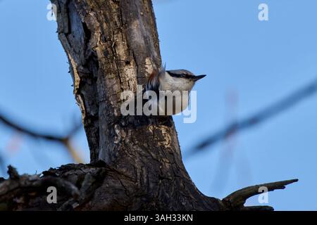 Petit oiseau Nuthatch perché sur le côté d'un tronc d'arbre Banque D'Images