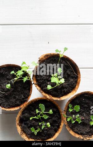 Plantules de chou frisé poussant dans des pots en fibres biodégradables écologiques vue de dessus. Sur un fond de bois blanc Banque D'Images