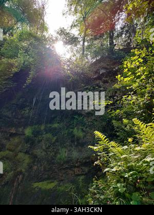 La lumière du soleil traverse une clairière boisée paisible en Irlande du Nord, illuminant la végétation luxuriante et créant une scène forestière douce et onirique. Banque D'Images
