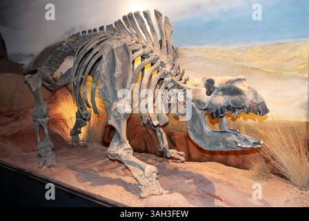 Squelette fossile de Toxodon, Patagonie, Argentine. Banque D'Images