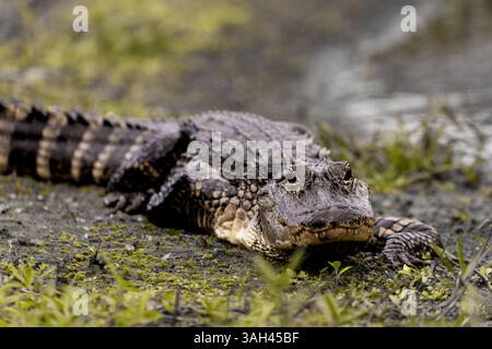 Un jeune alligator américain de 4 pieds se prélasse dans le marais, imprégnant la chaleur de son habitat naturel. Banque D'Images