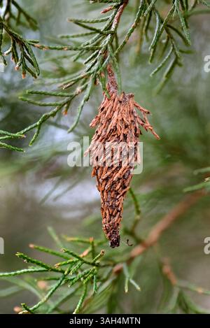 Cocon de la teigne du ver à Bagver (Thyridopteryx ephemeraeformis de la famille des Psychidae) sur une branche du cèdre rouge de l’est (Juniperus virginiana) Banque D'Images