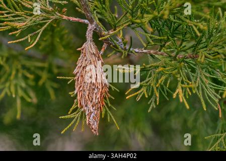 Bagworm. Cocon de la teigne du ver à Bagver (Thyridopteryx ephemeraeformis de la famille des Psychidae) sur la branche du cèdre rouge de l'est (Juniperus virginiana) Banque D'Images