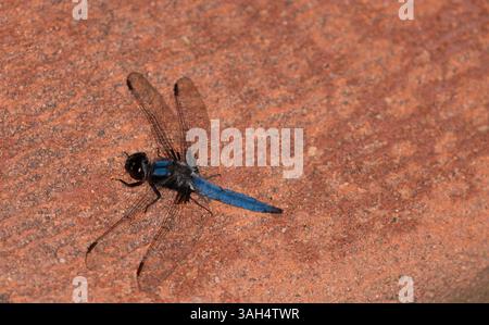Blue Dragon Fly sur pierre rouge Banque D'Images
