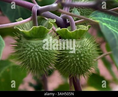 Gousses de graines de Datura inoxia ou Datura innoxia. ALIAS : trompette ange, trompette Devils, pomme épine, fleur de lune, lovache, pomme indienne, Nacazcul, Datura sacrée Banque D'Images