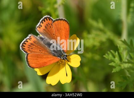Papillon de cuivre moins ardent sur la fleur de chrysanthème Banque D'Images