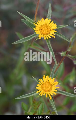 Spiny Starwort - fleurs de Pallenis spinosa Banque D'Images