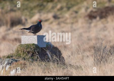 Tétras noir mâle (Tetrao tetrix) sur la lande un soir de printemps, Perthshire, Écosse Banque D'Images