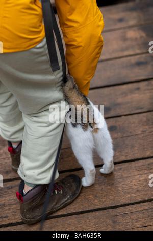 Joyeux chat blanc à queue courte touche l'homme avec sa queue comme un geste d'amour et merci pour une promenade dans la forêt Banque D'Images