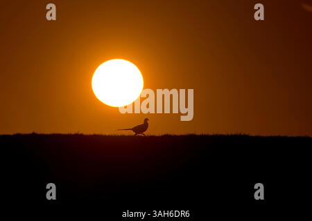 Faisan commun Phasianus colchicus, mâle adulte courant au lever du soleil, Suffolk, Angleterre, avril Banque D'Images
