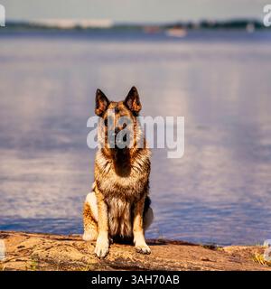 Shepard allemand Banque D'Images