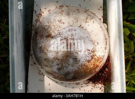 17 juin 2015 - Petersburg, Florida, U.S. - LARA CERRI | TIMES . Deby Cassill, professeure agrégée de biologie à l'Université de Floride du Sud à Petersburg, est suivie par une équipe de films de la BBC pour un documentaire sur la nature. Le professeur est un expert en fourmis de feu. Elle a récemment déterré cette colonie de fourmis dans le sud du comté de Pinellas, pour aider à la réalisation du film. (Crédit image : © Lara Cerri/Tampa Bay Times/ZUMA Wire) Banque D'Images