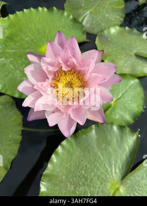 Un superbe nénuphar rose fleurit au milieu des nénuphars dans un cadre paisible d'étang. Banque D'Images