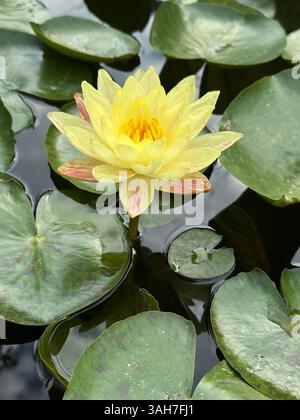 Un superbe nénuphar jaune fleurissant gracieusement au milieu des nénuphars verts. Banque D'Images