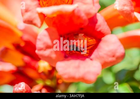Une superbe photo macro capturant une abeille qui regarde directement l'appareil photo depuis la floraison vibrante en forme de trompette d'une vigne, mettant en valeur f Banque D'Images