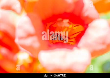 Une superbe photo macro capturant une abeille qui regarde directement l'appareil photo depuis la floraison vibrante en forme de trompette d'une vigne, mettant en valeur f Banque D'Images