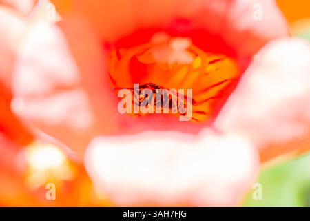 Une superbe photo macro capturant une abeille qui regarde directement l'appareil photo depuis la floraison vibrante en forme de trompette d'une vigne, mettant en valeur f Banque D'Images