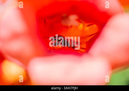Une superbe photo macro capturant une abeille qui regarde directement l'appareil photo depuis la floraison vibrante en forme de trompette d'une vigne, mettant en valeur f Banque D'Images