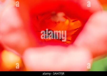 Une superbe photo macro capturant une abeille qui regarde directement l'appareil photo depuis la floraison vibrante en forme de trompette d'une vigne, mettant en valeur f Banque D'Images