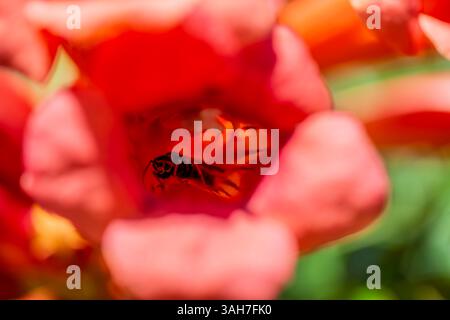 Une superbe photo macro capturant une abeille qui regarde directement l'appareil photo depuis la floraison vibrante en forme de trompette d'une vigne, mettant en valeur f Banque D'Images