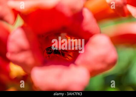 Une superbe photo macro capturant une abeille qui regarde directement l'appareil photo depuis la floraison vibrante en forme de trompette d'une vigne, mettant en valeur f Banque D'Images