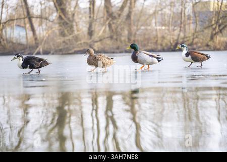 Canard colvert Banque D'Images