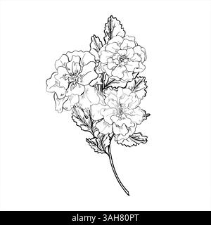 Monochrome souci avec des feuilles sur le vecteur de tige ramifiant illustration isolée peinte par des encres noires. Bouquet de fleurs de calendula pour la phytothérapie Illustration de Vecteur