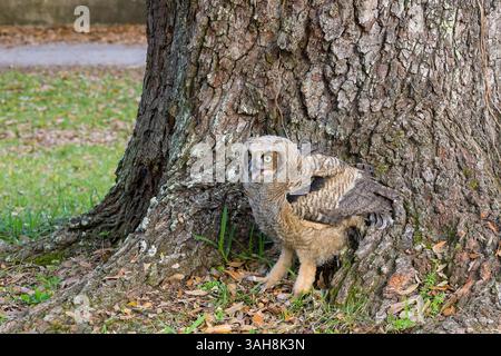 Jeune Great Horned Owlet sur le sol à côté d'un arbre après être tombé de l'arbre dans Audubon Park, LA Nouvelle-Orléans, LOS ANGELES, États-Unis Banque D'Images
