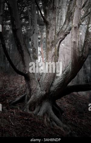 Photo en gros plan d'un arbre unique et tordu avec d'épaisses racines exposées dans une forêt sombre et de mauvaise humeur. La base nouée et l'écorce texturée créent un mystique Banque D'Images