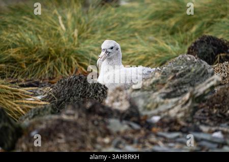 Un poussin moelleux de pétrel géant du sud (Macronectes giganteus) assis sur le sol sur Barren Island, îles Falkland. Banque D'Images