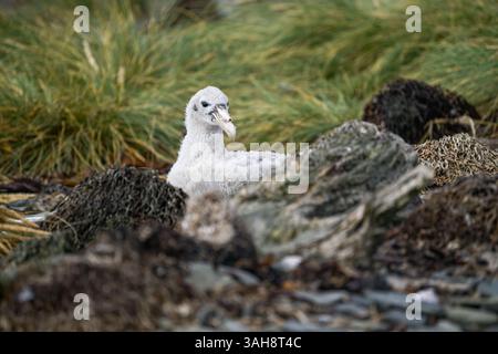 Un poussin moelleux de pétrel géant du sud (Macronectes giganteus) assis sur le sol sur Barren Island, îles Falkland. Banque D'Images