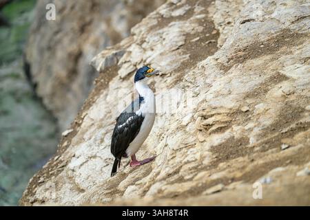 Cormoran impérial (Leucocarbo atriceps) debout sur une falaise rocheuse à Palaver point, Antarctique. Banque D'Images